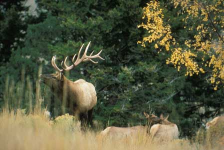 Bull and cow elk