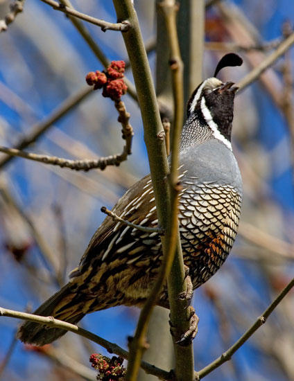 California quail calling from perch on branch / Photo Paul Spurling